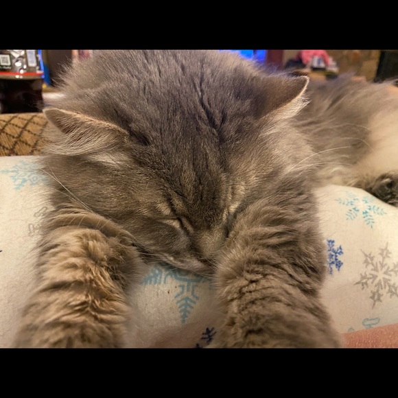 Meet your Posher, Donna - Picture 7 of 8